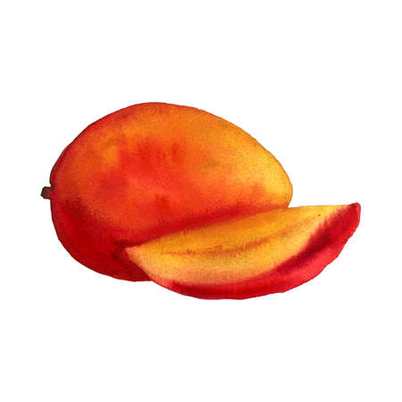 Hand drawn illustration of mango. Fruit drawing isolated on white background. Organic fruit grown on the farmの写真素材
