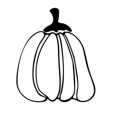 Vector doodle illustration of pumpkin. Hand drawn healthy farm vegetable isolated on white background. Organic veggie grown in the garden.のイラスト素材