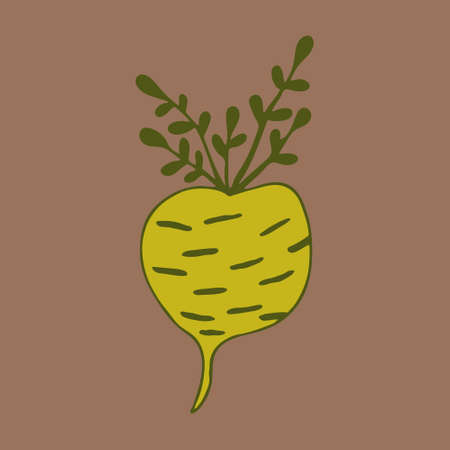 Vector doodle illustration of turnip. Hand drawn healthy farm vegetable isolated on white...