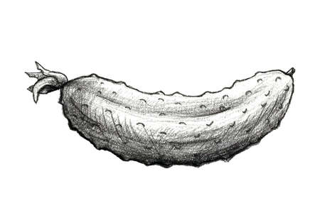 Hand drawn pencil illustration of cucumber. Healthy farm food. Organic vegetable grown in the garden.の写真素材