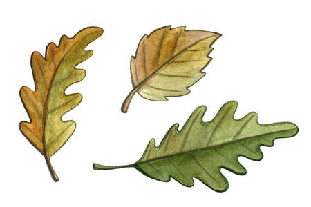 Watercolor autumn illustration. Hand drawn green and yellow leaves isolated on white background. Harvesting seasonの写真素材