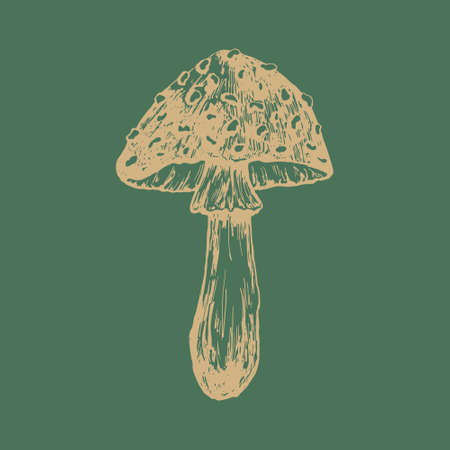 Autumn forest botanic elements. Hand drawn fly agaric mushroom. Vector illustration isolated on green background. Natural collection.のイラスト素材