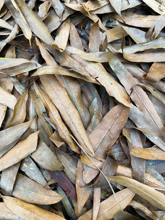 Dry fallen autumn leaves oh the groundの写真素材