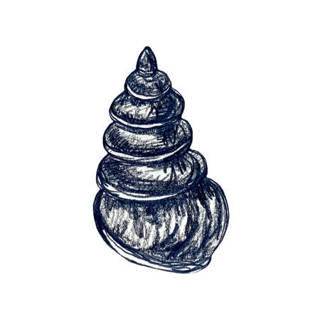 Hand drawn pencil illustration of twisted seashellの写真素材