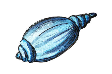 Hand drawn watercolor illustration of a seashellの写真素材