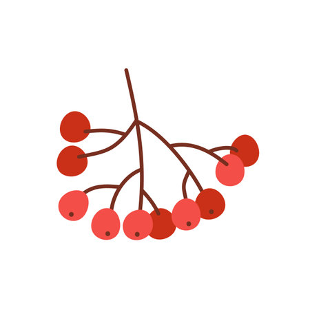 Rowan branch, ashberry isolated on white, watercolorのイラスト素材