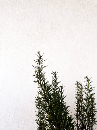 Green rosemary plant against a textured white wall in a minimalist settingの写真素材