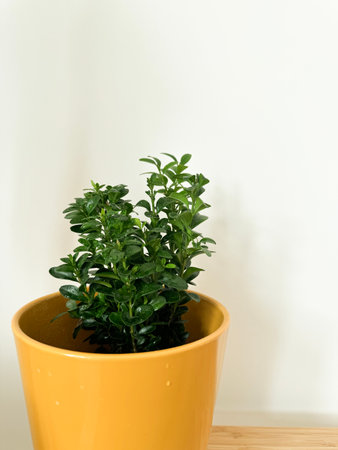 Indoor plant in a yellow pot on a wooden surface against a plain white backgroundの写真素材
