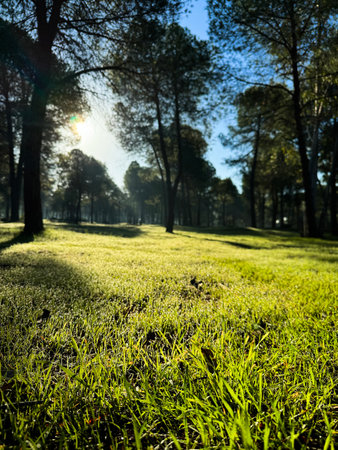 Morning light filters through a serene forest landscape with dew on the grassの写真素材