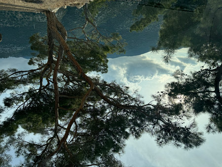 Scenic view of lush green trees against a mountainous backdrop in daytimeの写真素材