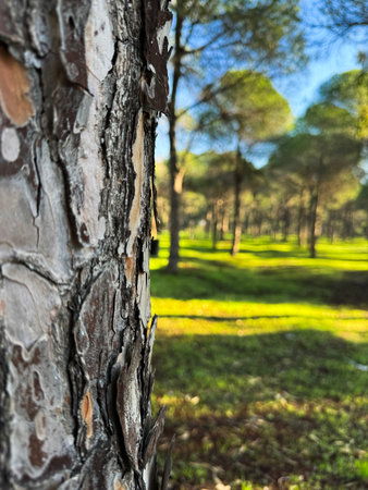 Pine tree bark in focus with lush green forest background under clear blue skyの写真素材
