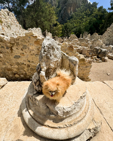 Pomeranian exploring ancient ruins in a mountainous area on a sunny dayの写真素材