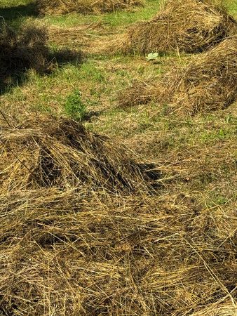 Hay bales spread across sunny field during harvest season in rural countrysideの写真素材