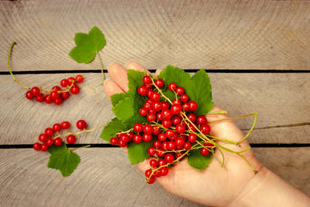 Fresh red currant berries in the woman hand on wooden background. Top view.