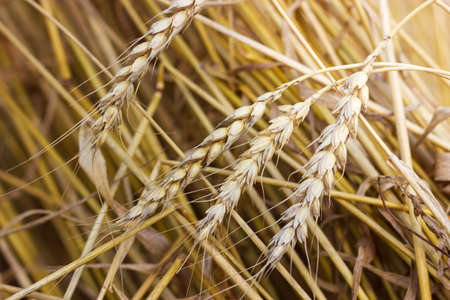 Ripe ears of wheat close up. Wheat field. Harvest concept