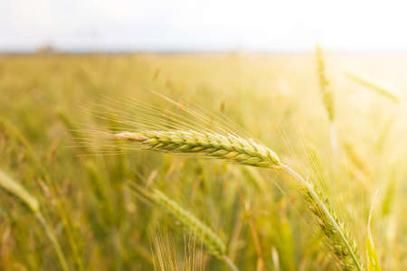 Ripe ears with organic grain on a farm field in a sunny day. Close up. Harvest concept.の写真素材