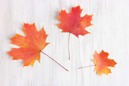 Colorful autumn maple leaves on white rustic wood background. Top view