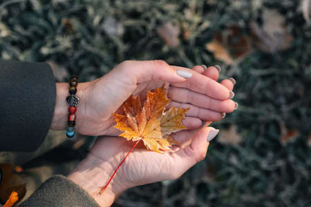 Colorful autumn maple leaf on womans hands. Top viewの写真素材