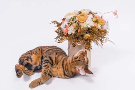 A striped cat is a sniffing a bouquet of roses on a white background.の写真素材