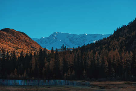 Autumn landscape with mountains and trees. Against the backdrop of a snowy mountain. Forest at the foot of the mountain. Blue sky and orange pines near the winter mountain.の写真素材