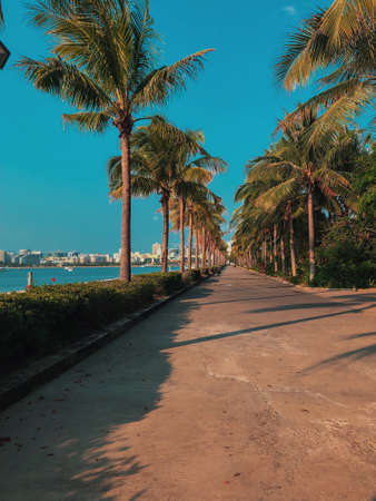 Strong deep green palm tree leaves with dark background and deep shading. Deep color palm tree leaf. Tropical background. China. Screensaver on a mobile phone with palm leaves.の写真素材
