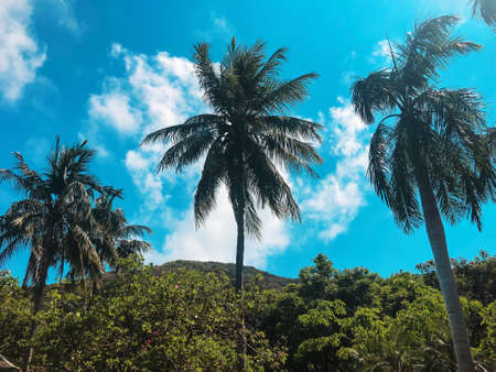 Strong deep green palm tree leaves with dark background and deep shading. Deep color palm tree leaf. Tropical background.の写真素材
