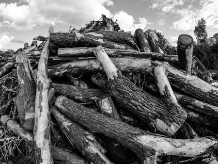 Landfill of felled trees. Logs lie at a construction site.の写真素材