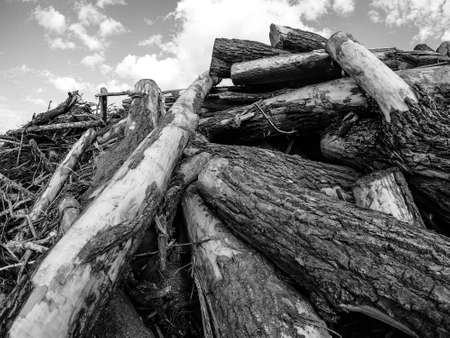 Landfill of felled trees. Logs lie at a construction site.の写真素材