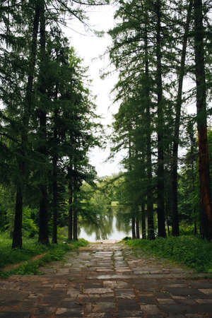 Clear lake in the forest with pines. Vertical image for phone desktop. The road leads to a deep lake in a green forest.の写真素材
