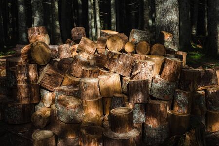Big pile neatly stacked of cut tree trunks. The rays of the sun fall on a large group of firewood...
