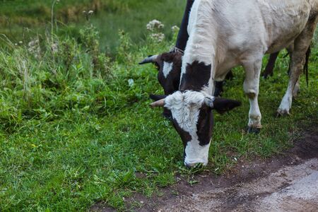 Cow eating juicy green grass. Focus on the cows, place for text. Montenegro, summer.の写真素材
