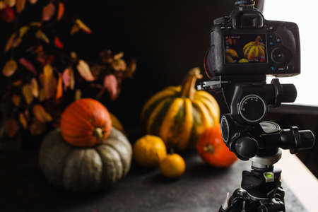 Autumn still life with pumpkins. Studio photo.の写真素材