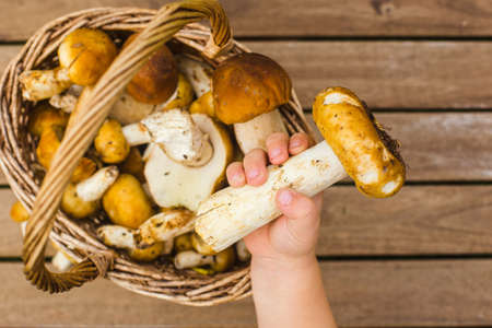 A toddlers hand touching a basket with freshly picked mushroomsの写真素材