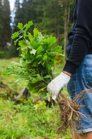 planting tree concept. young man takes oaks in hand ready to plant in the forestの写真素材