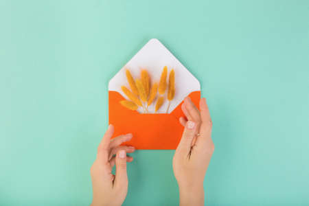 Orange envelope and dry flowers, lagurus, with woman hands, on blue table.の写真素材