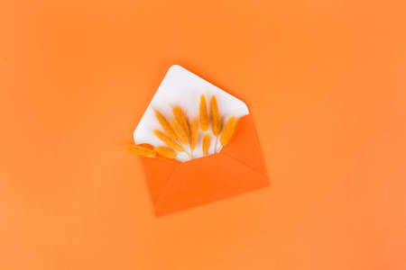 Envelope and dry flowers, lagurus, with copy space, on orange table. Stylish mockup for business and lifestyle blog.の写真素材