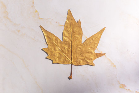 Golden maple autumn leaves on whiteの写真素材