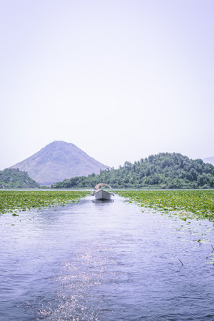 Montenegro, On a boat on waterway through green lily plants covering surface of skadar lake, a popular tourist destination and beautiful nature landscapeの写真素材