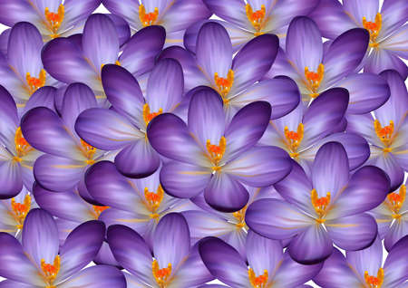 Illustration of colorful floral background from flowers of crocuses
のイラスト素材