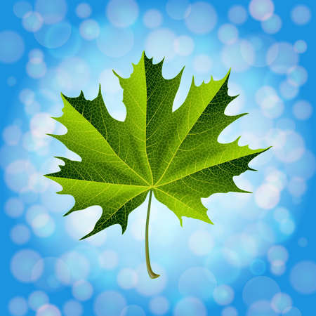 Illustration of green maple leaf on bokeh background