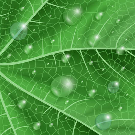 Illustration of green leaf texture with waterdropsのイラスト素材