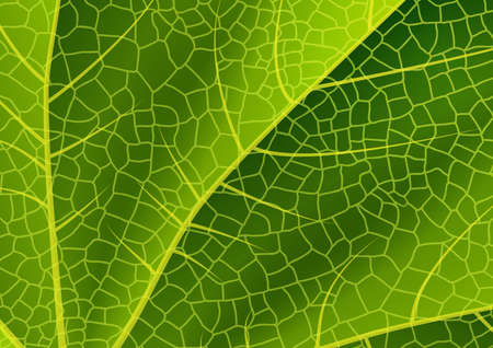 Illustration of green leaf background with reticular ornamentのイラスト素材