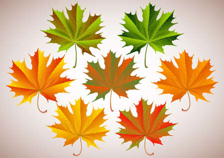 Illustration of autumn maple leaves in various colorsのイラスト素材