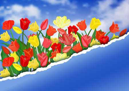 Illustration of colorful tulip flowers with torn paper border and sky backgroundのイラスト素材