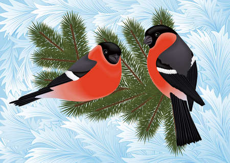 Illustration of bullfinch birds on fir tree branches with hoarfrost backgroundのイラスト素材