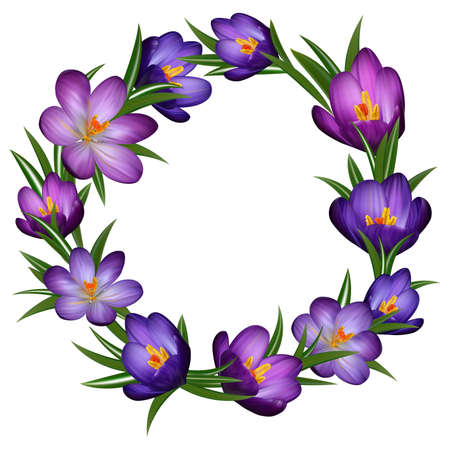 Illustration of wreath from purple crocus flowers isolated pattern.のイラスト素材