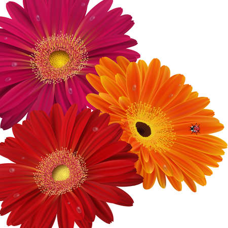 Illustration of greeting or invitation card template with gerbera daisy flowers and ladybug
のイラスト素材