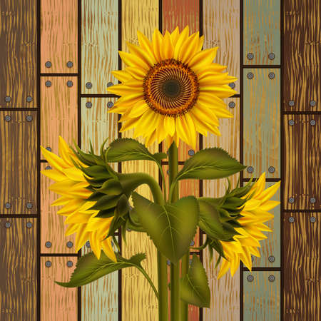 Illustration of sunflowers and leaves on varicolored wooden boardのイラスト素材