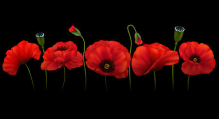 Illustration of template for greeting or invitation card with poppy flowers on black backgroundのイラスト素材