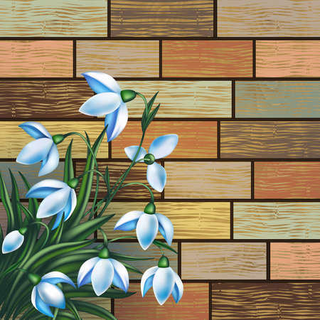 Illustration of spring snowdrop flowers on backgrund from shabby wooden planks with cracked color paintのイラスト素材